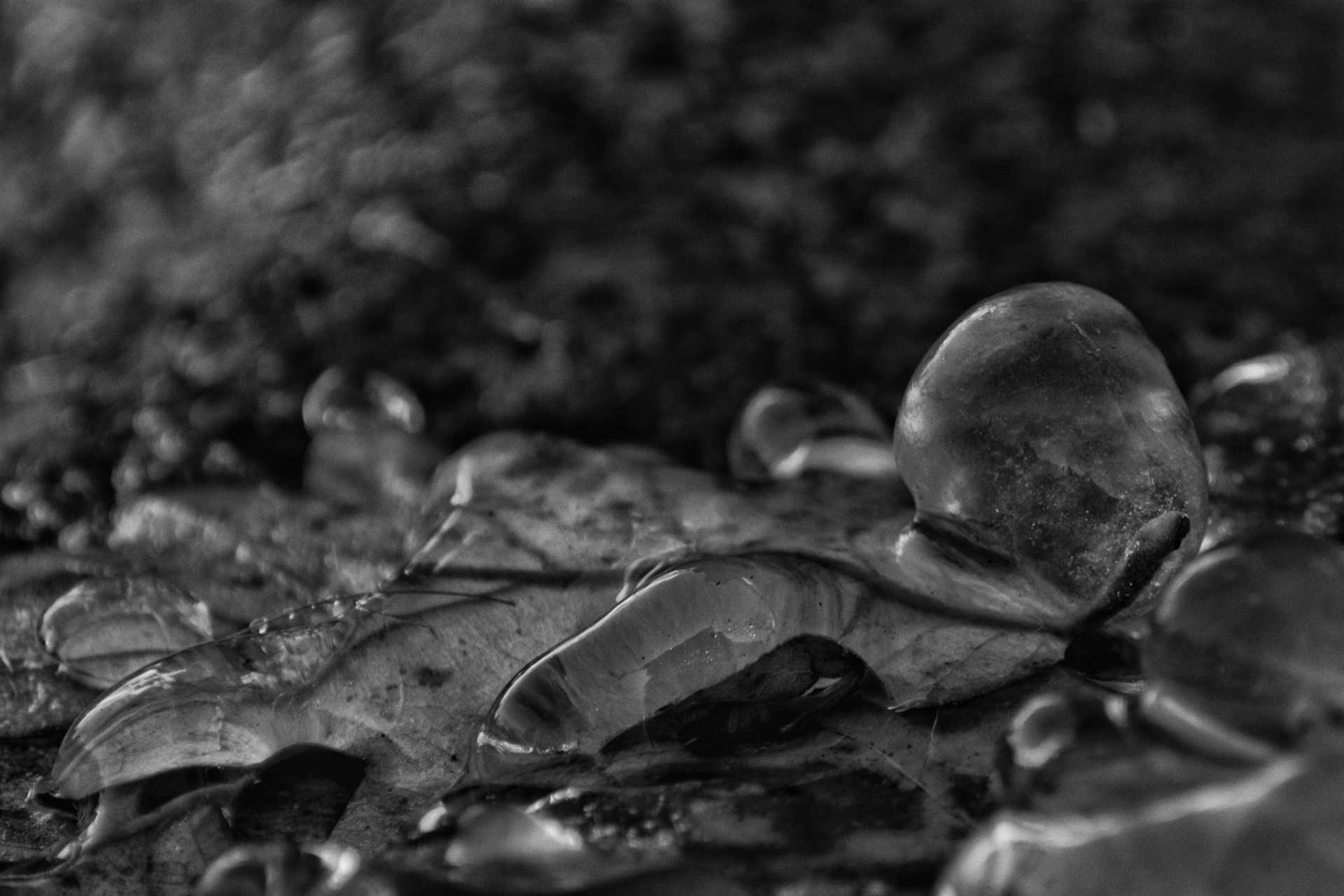 Sculture naturali di ghiaccio a Ostia